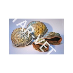 Грот Раковина 12*9*7 см Грот Раковина 12*9*7 см